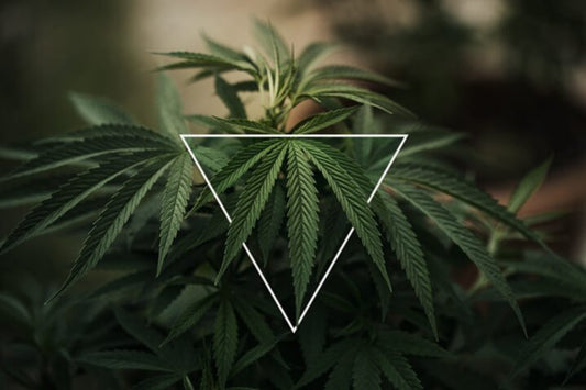 THC e CBD fermano le metastasi del cancro