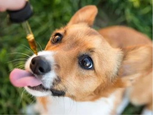 Stress negli animali: l’olio al CBD potrebbe essere la soluzione