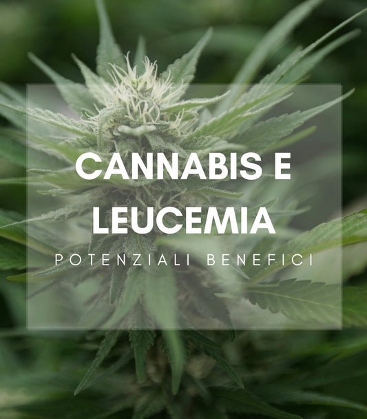 Leucemie e Linfomi: L’Uso della Cannabis Terapeutica nel trattamento della Leucemia