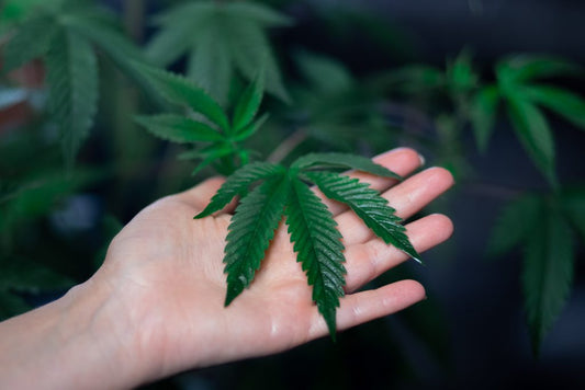 I Canadesi investono nella Cannabis Italiana: a Ragusa nasce lo stabilimento più grande d'Italia!
