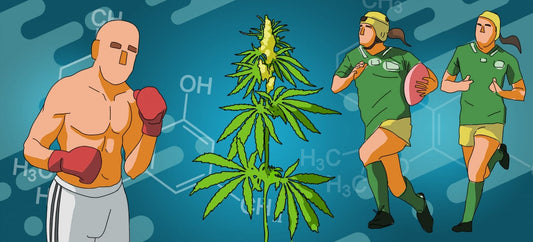 Cannabis e Sport: Gli Effetti del CBD e della Marijuana sulle Prestazioni