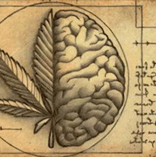 Il Sistema Endocannabinoide: cosa dice la scienza?
