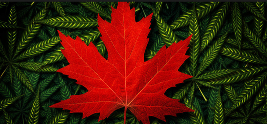 Canada 17 Ottobre 2018: l' Erba è Legale ed è finita tutta nel primo giorno
