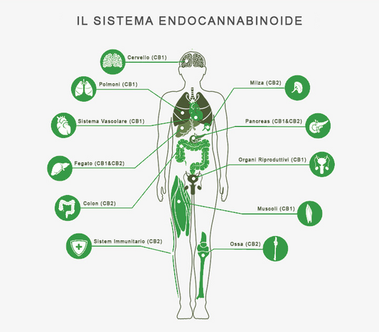 Sistema endocannabinoide: quali sono le sue funzioni e curiosità sui recettori endocannabinoidi