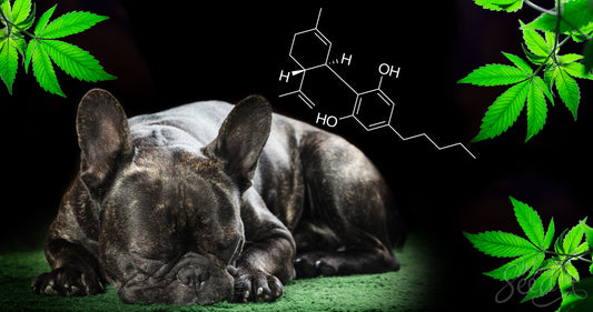 Il CBD aiuta i cani con l'artrite, afferma un nuovo studio della Cornell University