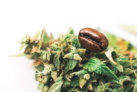 Caffè alla Canapa: Scopri i Potenziali Benefici della Cannabis Light nel Tuo Caffè