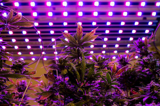 I migliori nutrienti per la tua Cannabis