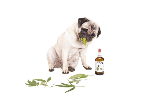 Cannabis per animali: il CBD tratta il dolore, le convulsioni e molto altro!