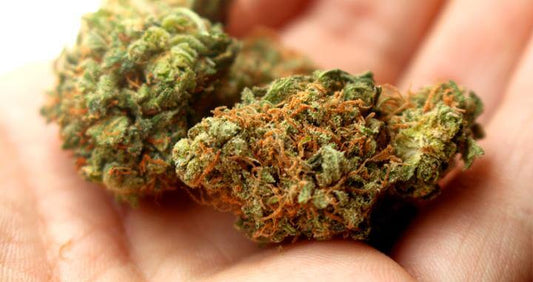 Legalizzazione Cannabis in Italia: presentato un disegno di legge dal Movimento 5Stelle