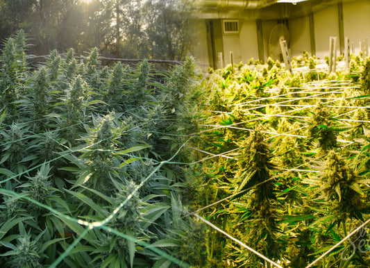 Coltivazione Indoor vs Outdoor: 3 differenze chiave