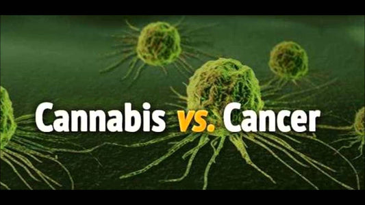 L'olio di cannabis uccide le cellule tumorali, lasciando quelle sane in perfetto equilibrio