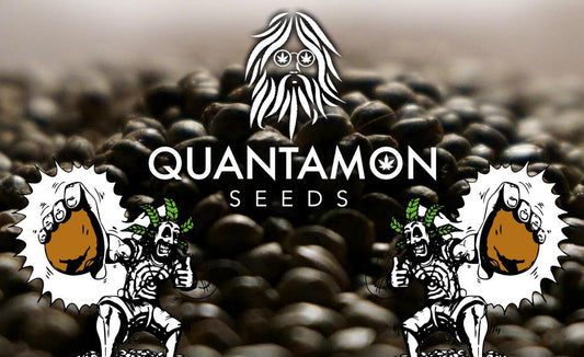 Quantamon Seeds: la passione per la ricerca delle migliori genetiche come resistenza italiana