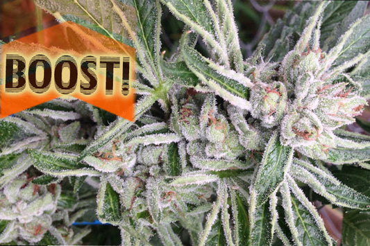 Cannabis biologica: perché conviene e come coltivarla