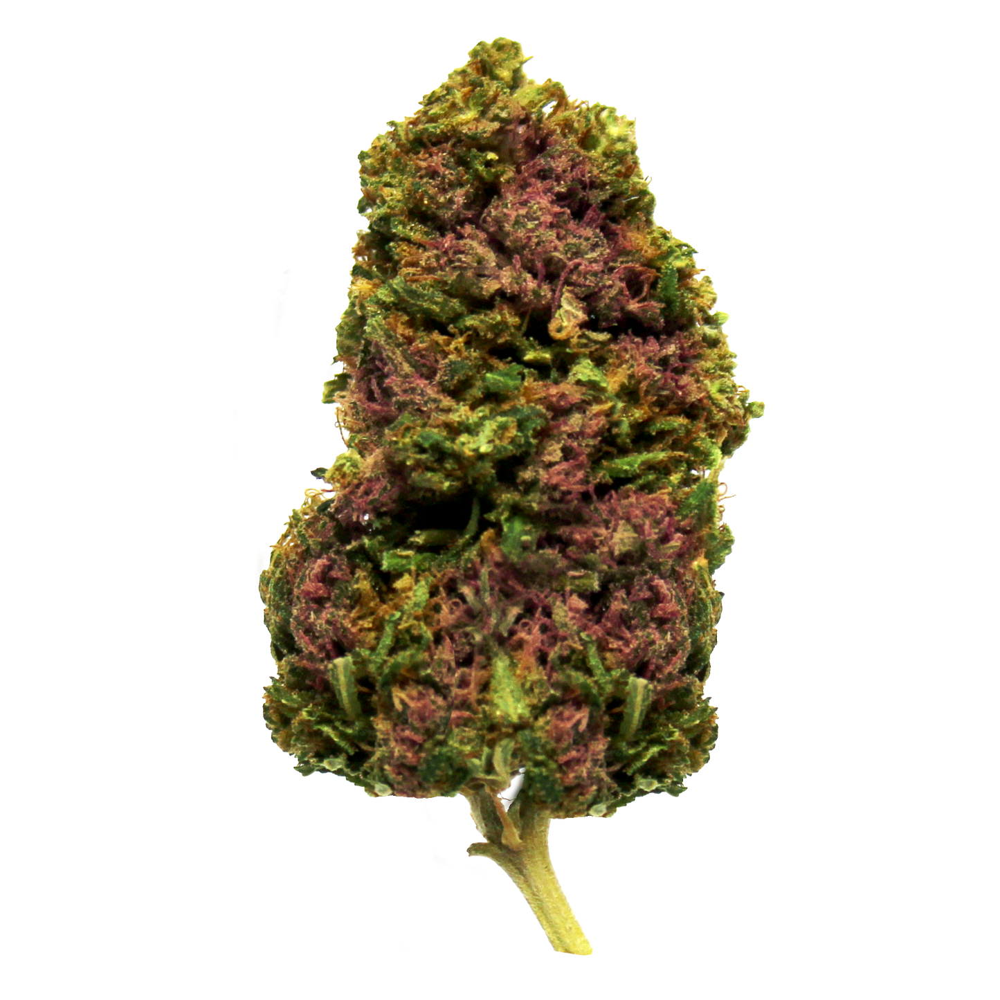 Gelato - Cup Winner - Premium Cannabis Flowers