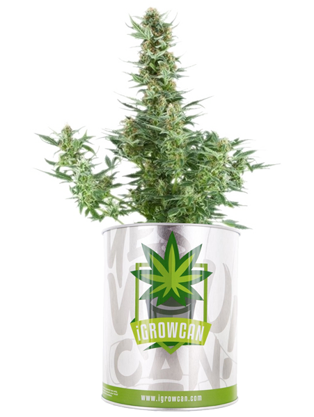 Vaso IGrowCan con un fiore di CBD