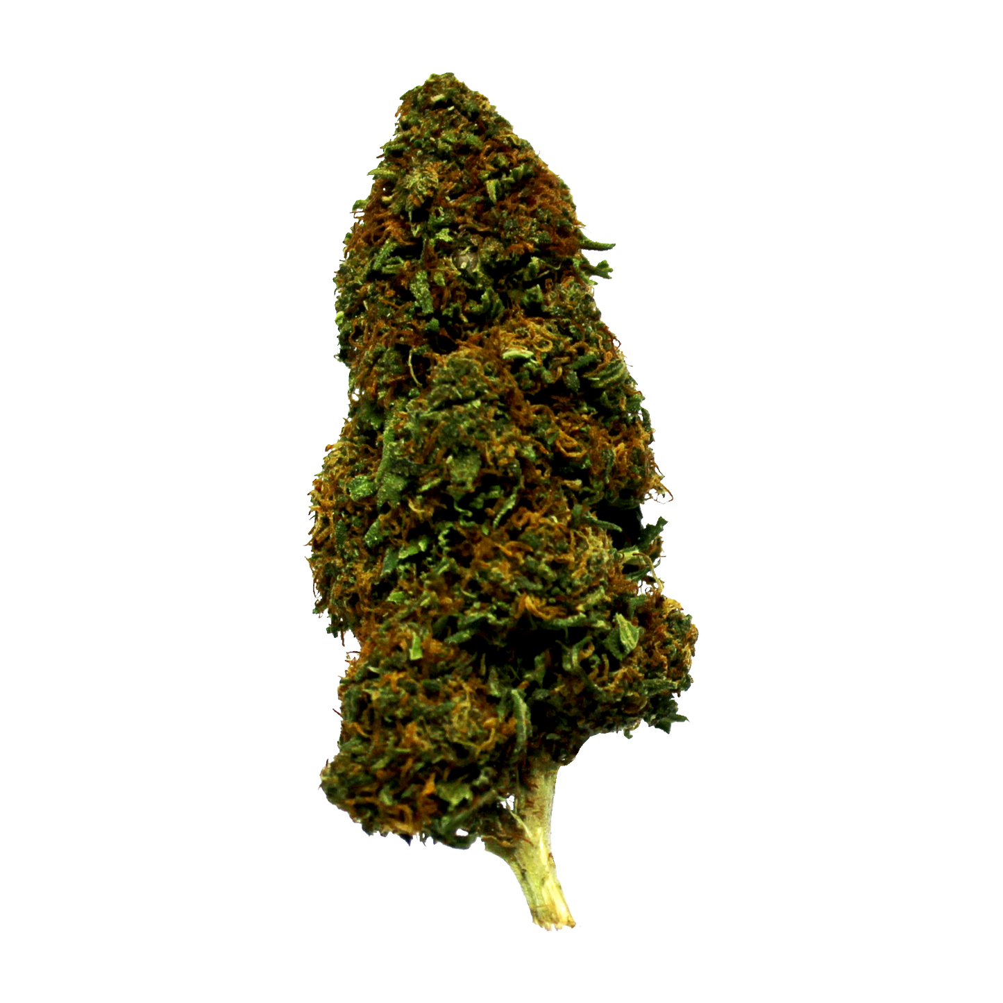 Strawberry OG - Marijuana Sativa