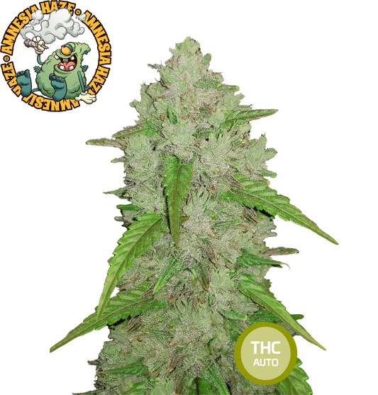 Amnesia Haze Feminisierte Cannabissamen THC Auto Samen | THC 15-20% - MamaMary