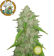 Collectible Cannabis Seeds Italian Gelato THC AUTO