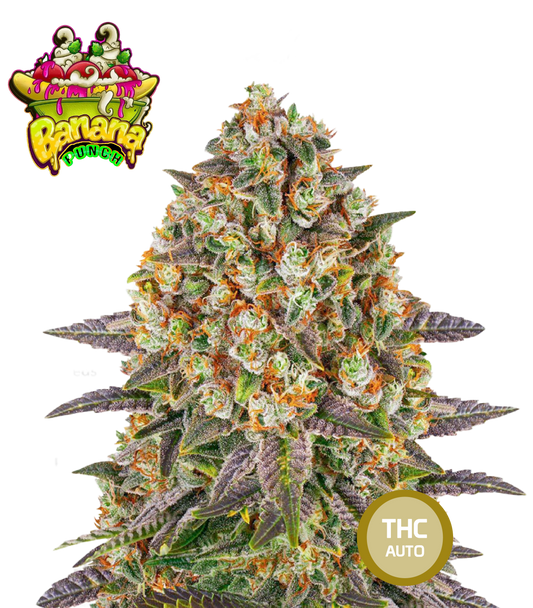 Banana Punch Feminisierte Cannabissamen THC Auto Samen | THC 20-25% - MamaMary