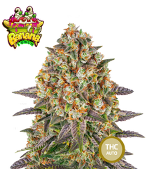 Collectible Cannabis Seeds Italian Gelato THC AUTO