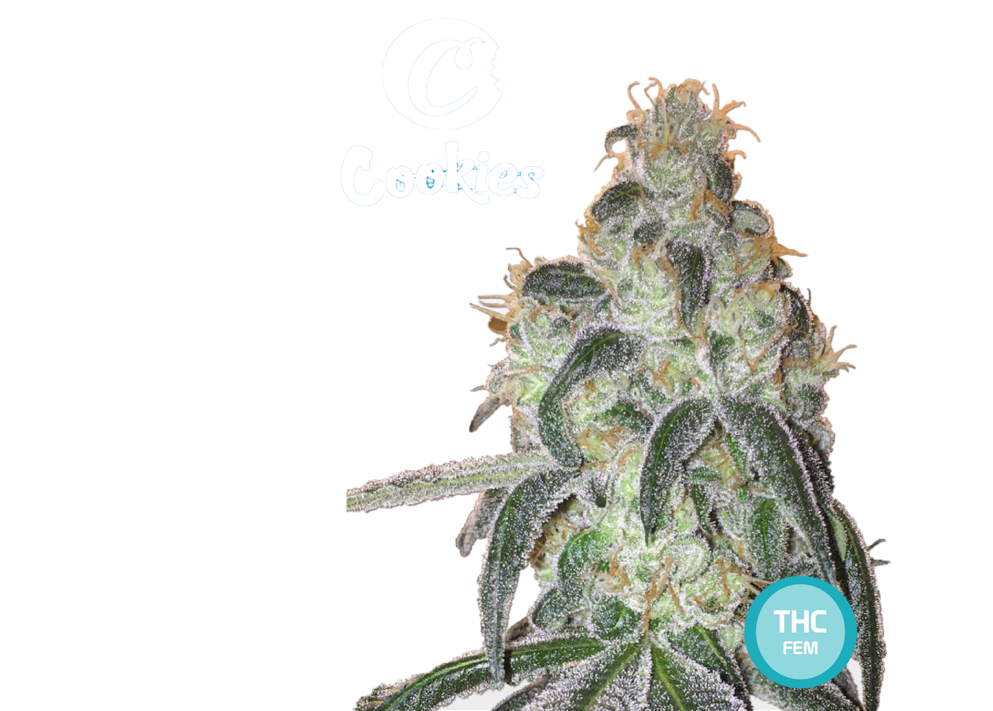 Cookies Feminisierte Cannabissamen - THC Cannabis Seeds - Cannabissamen kaufen | THC 20-25% - MamaMary