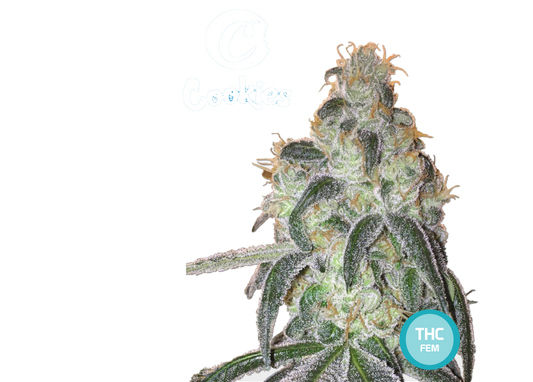 Semillas de Cannabis Coleccionables Italian Gelato THC AUTO