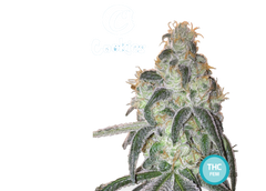 Collectible Cannabis Seeds Italian Gelato THC AUTO