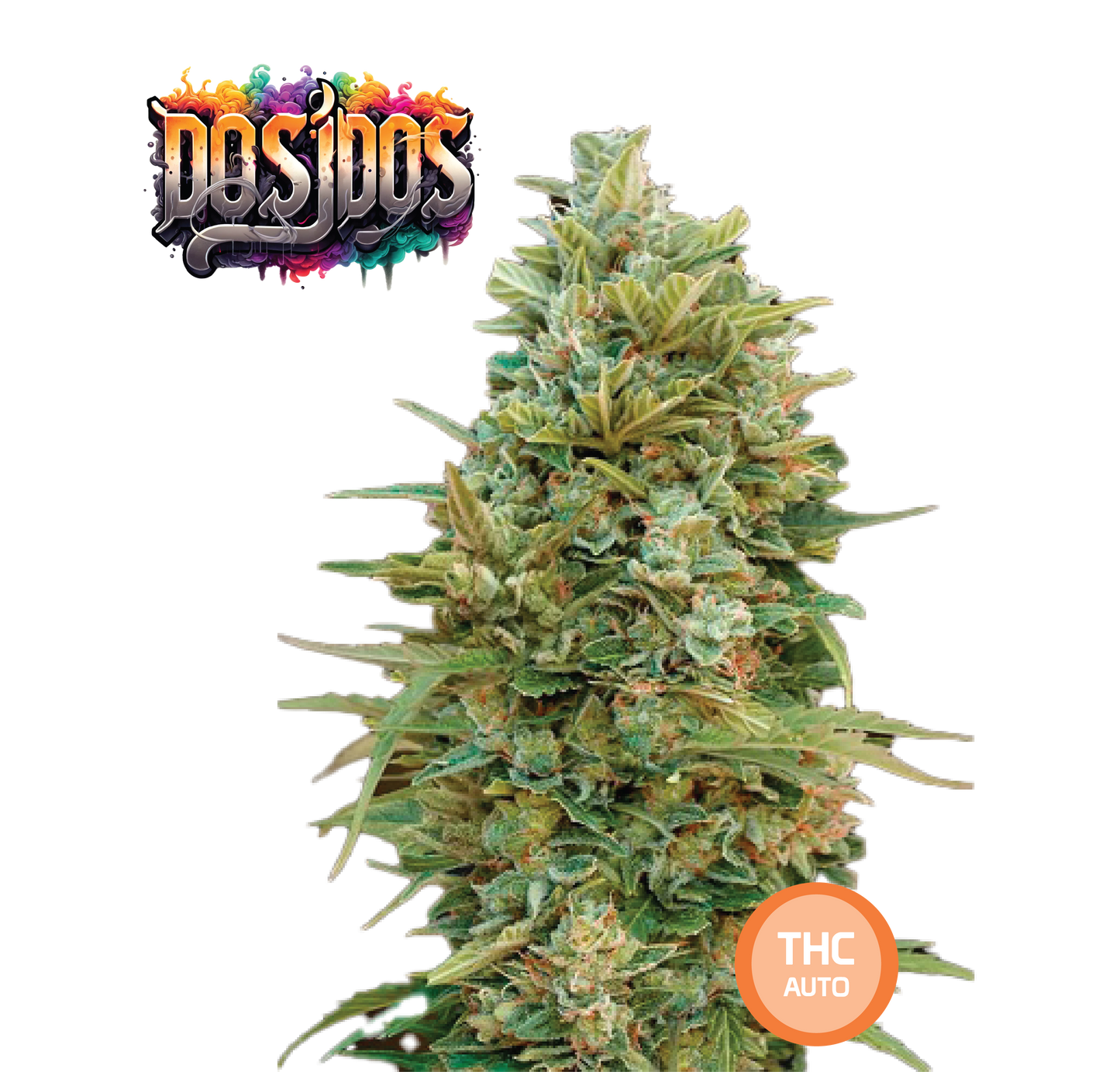 THC Auto Seeds Do Si Dos - THC 18-22% - MamaMary