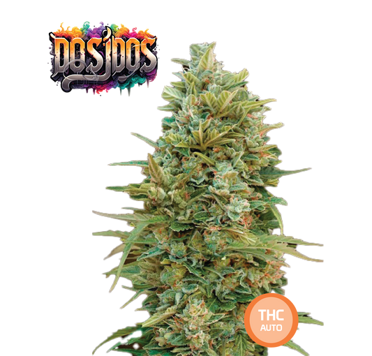 Semillas de Cannabis Coleccionables Italian Gelato THC AUTO