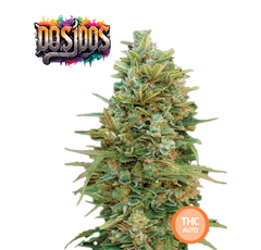 THC Auto Seeds Do Si Dos - THC 18-22% - MamaMary