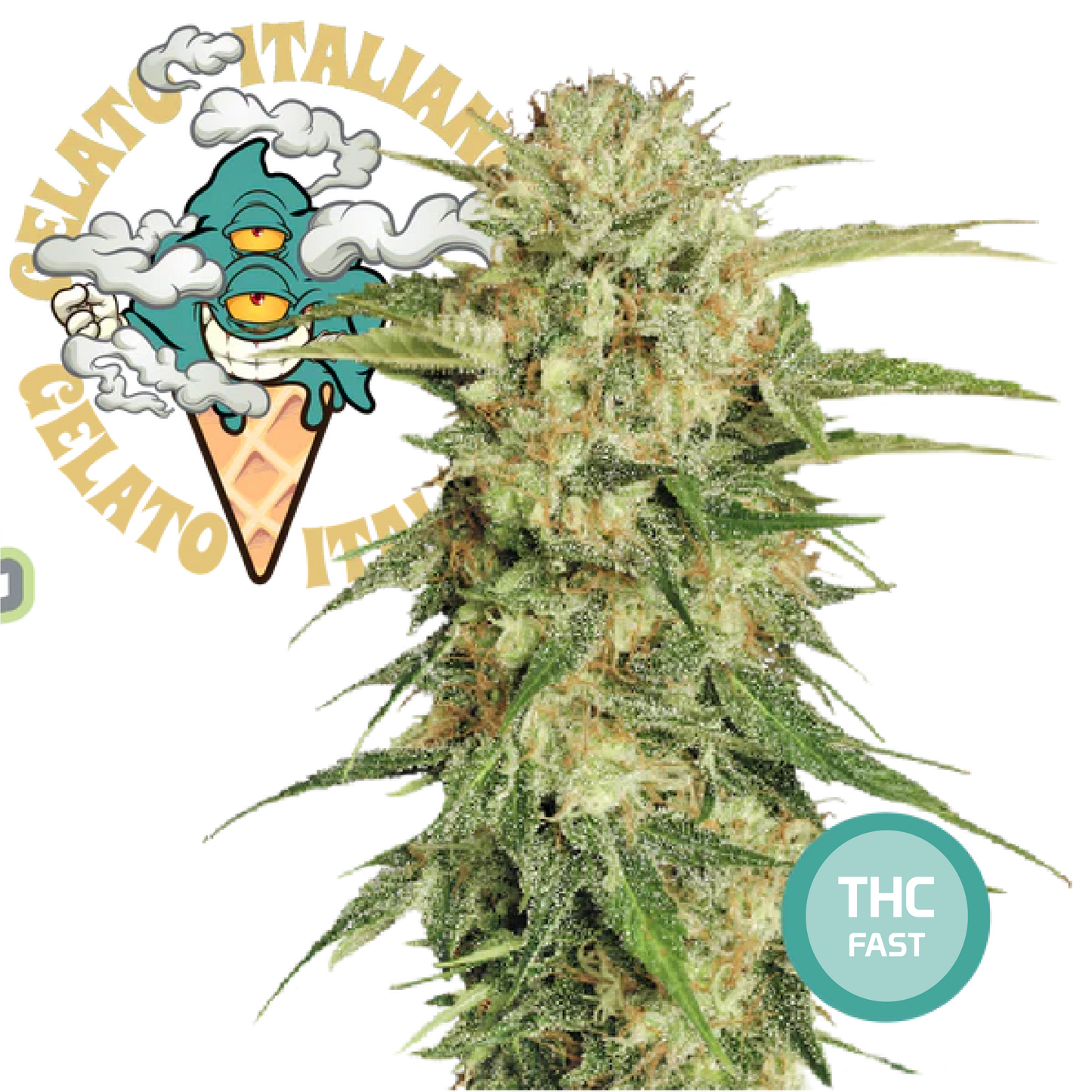 Green Gelato Semi di Cannabis Femminizzati THC Fast Seeds | THC 18-24% - MamaMary