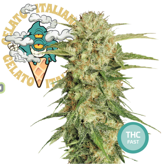 Gelato Semi di Cannabis Femminizzati THC Fast Seeds | THC 18-24%  - MamaMary