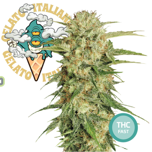 Green Gelato Semi di Cannabis Femminizzati THC Fast Seeds | THC 18-24%  - MamaMary