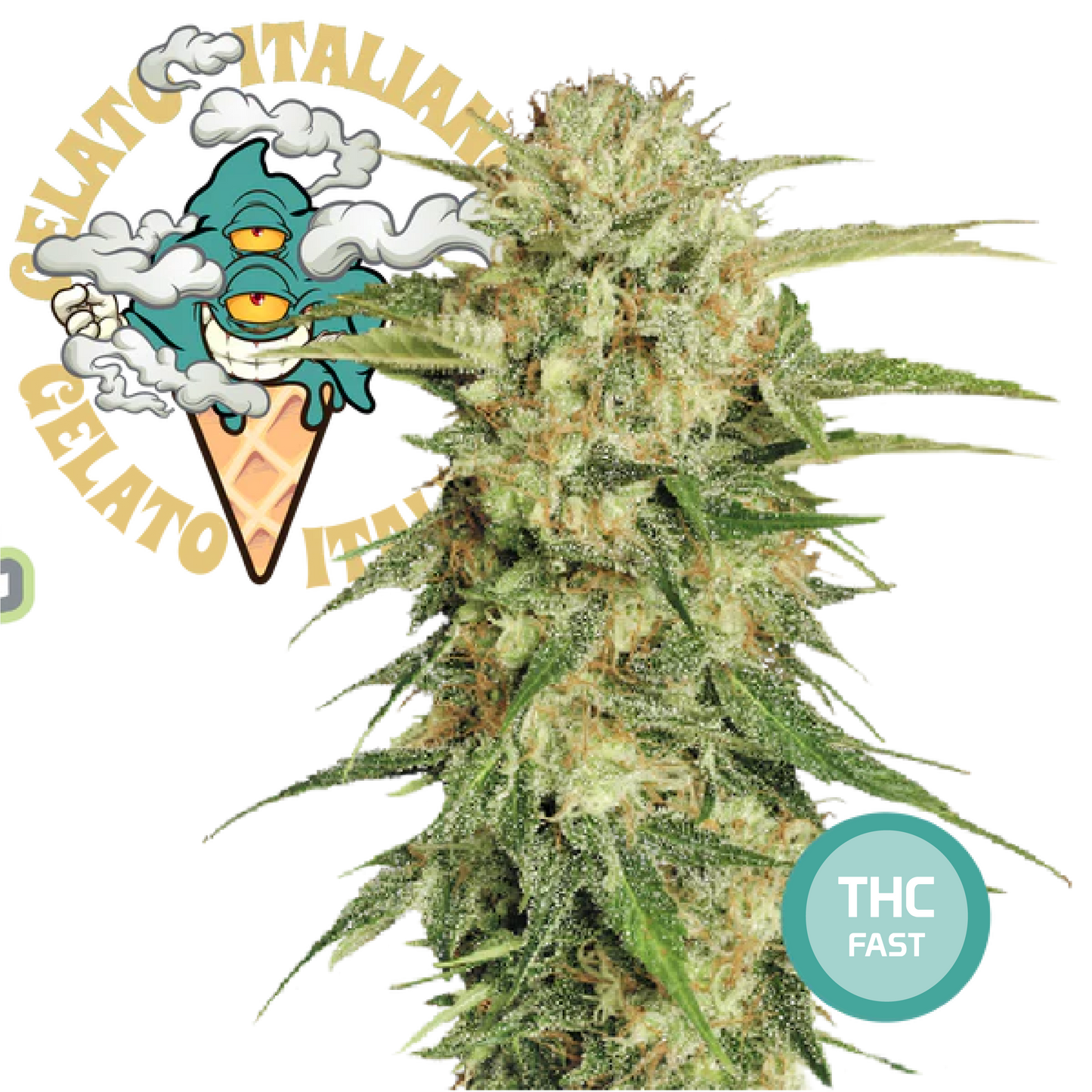 Green Gelato Semi di Cannabis Femminizzati THC Fast Seeds | THC 18-24%  - MamaMary
