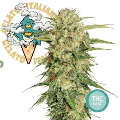 Green Gelato Semi di Cannabis Femminizzati THC Fast Seeds | THC 18-24%  - MamaMary