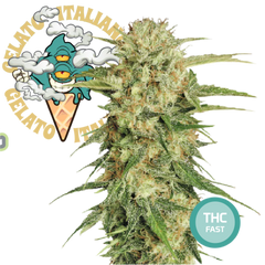 Green Ice Cream Feminized Cannabis Seeds THC Fast Seeds | THC 18-24% - MamaMary