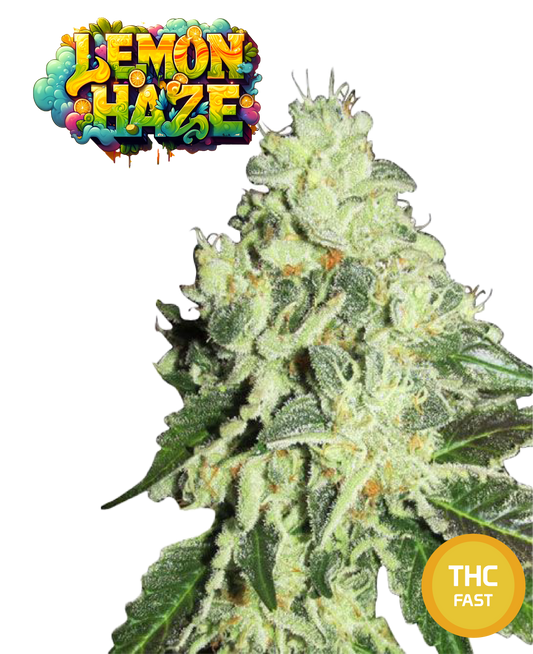 Lemon Haze Semi Di Cannabis Femminizzati THC Fast Seeds | THC 18-22% - MamaMary