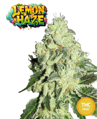 Lemon Haze Semi Di Cannabis Femminizzati THC Fast Seeds | THC 18-22% - MamaMary