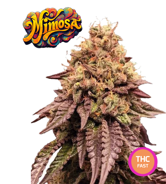 Semillas de Cannabis Coleccionables Italian Gelato THC AUTO