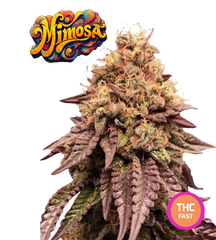 Collectible Cannabis Seeds Italian Gelato THC AUTO