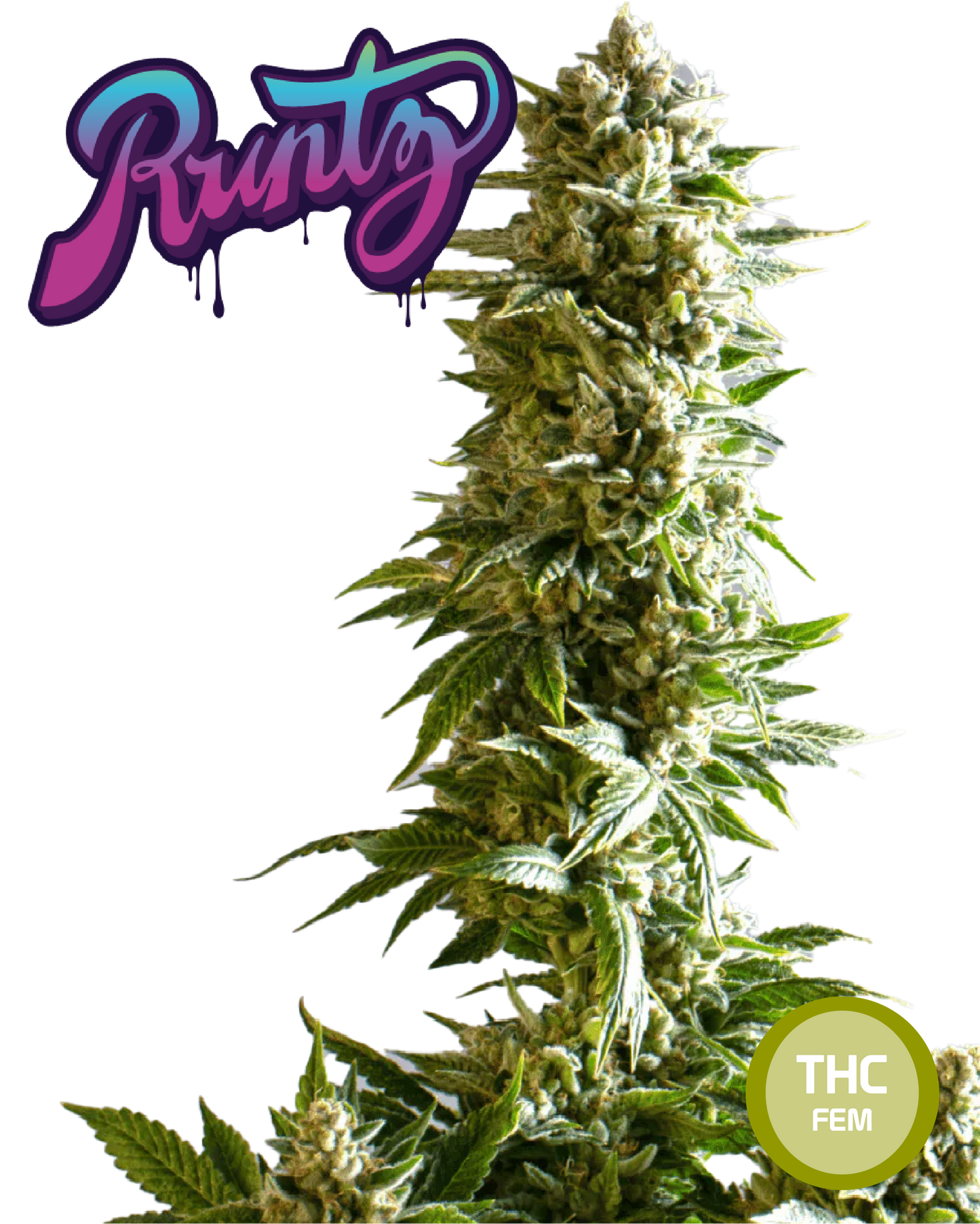 Runtz Semi di Cannabis Femminizzati THC Seeds | THC 20-25% - MamaMary