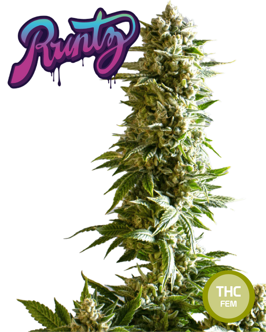 Semillas de Cannabis Coleccionables Italian Gelato THC AUTO