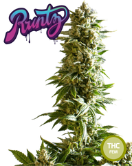Collectible Cannabis Seeds Italian Gelato THC AUTO