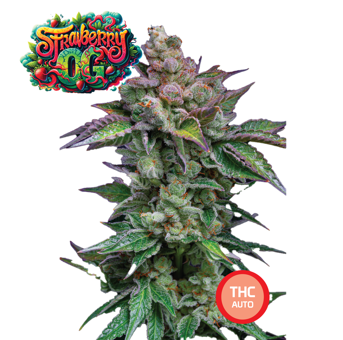Strawberry OG Semi di Cannabis THC Fem Auto Seeds | THC 18-22% - MamaMary