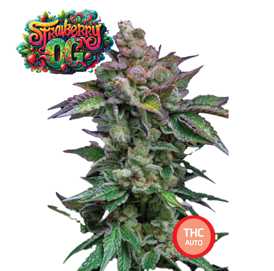 Collectible Cannabis Seeds Italian Gelato THC AUTO
