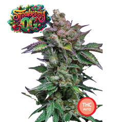 Collectible Cannabis Seeds Italian Gelato THC AUTO