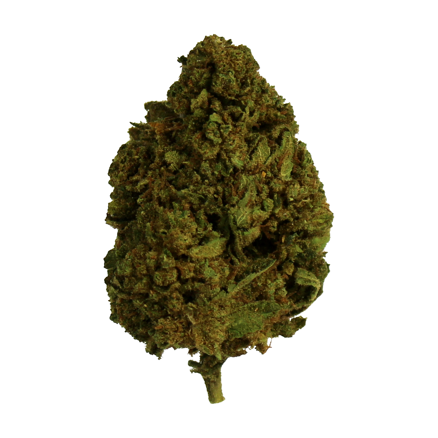 Fiore CBD di AMNESIA