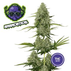 Mama Critical Feminized Cannabis Seeds THC Auto Seeds | THC 16-22% - MamaMary