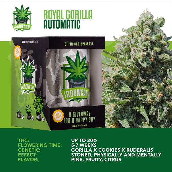 Royal Gorilla Automatic - mamamary