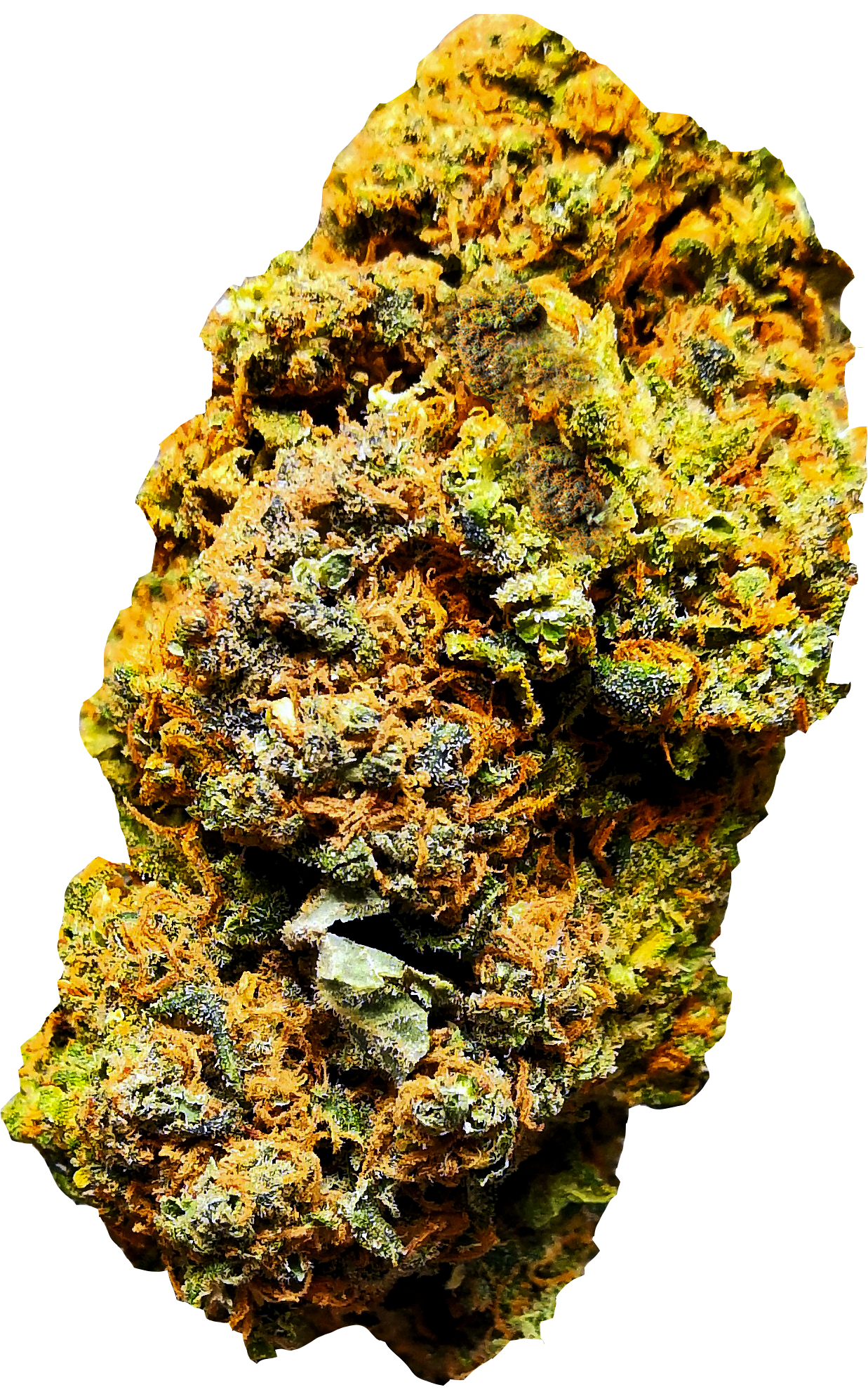 Lit Weed | CBD < 20% | JESSE THE MAESTRO - mamamary